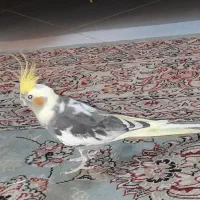 عروس هلندی