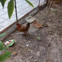 مرغ  خروس