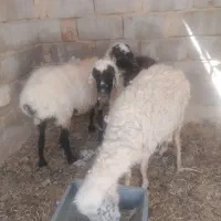 3 عدد میش