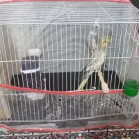 عروس هلندی نر و ماده