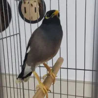 مرغ مینا سخنگو