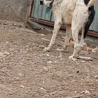 سگ خراسانی