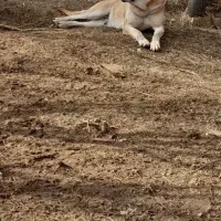 ماده گم شده