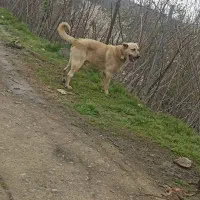 سرابی نر ۲ساله