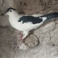 کفتر پرشی