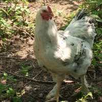 خروس برهما