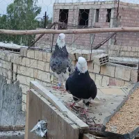 جفت پلنگ عروسک با ماده کله ابر