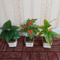گل مصنوعی ، گیاه مصنوعی، گلدان تزیینی و دکوری