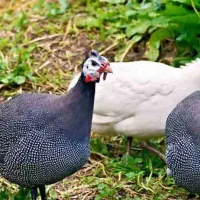 مرغ شاخدار اصیل