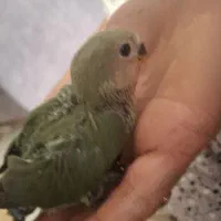 تعدادی جوجه کوتوله 35 روزه دم ابی