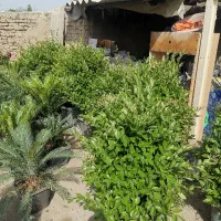 یاس هلندی