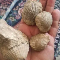 فسیل بسیار قدیمی