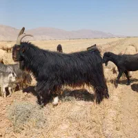 فروش دبر(چپش ) ترکی