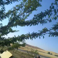 باغ-فروشی