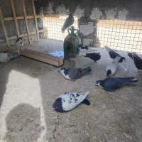 کفتر رنگی و اصفهانی