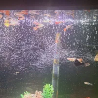ماهی گوپی نژاد مختلف اندازه های مختلف
