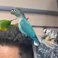 طوطی گیرینچیک گمشده بلوار ابوذر