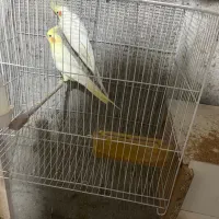 جفت کار عروس هلندی کوتوله