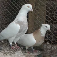کبوتر  طوقی اصل
