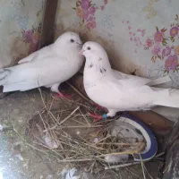 کبوتر|پرنده|خمام, |دیوار