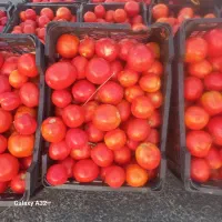 گوجه گوشتی درجه یک