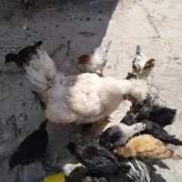 جوجه برهما ابریشمی مرندی