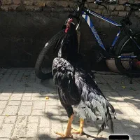 خروس لاری مشکی زاغ ومرغ لاری