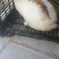 خرگوش