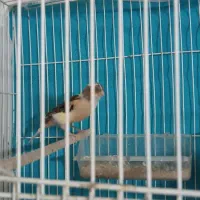 دو عدد قناری ماده آماده