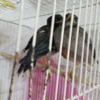مرغ مینا
