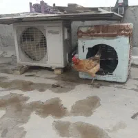 خروس و مرغ و ...