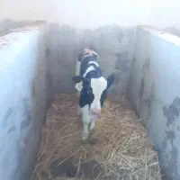 فروش چهار راس گوساله نر شیرخوار 10 روزه