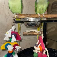 شاه طوطی فول رام نر کلامدار
