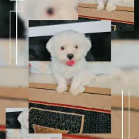واگذاری سگ شیتزو