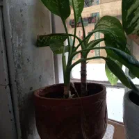 سلام ۵ عدد گل دیفن باخیا به فروش می‌رسد