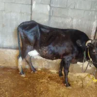 یک عدد گاو و گوساله