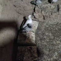 با سلام