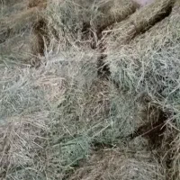 یونجه آبی خشک بدون علف