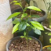 معاوضه نهال با گل آپارتمانی
