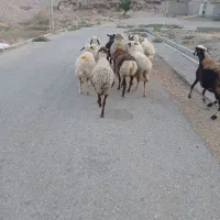 میش