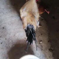 مرغ و خروس|حیوانات مزرعه|قشم, |دیوار