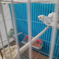 مرغ عشق