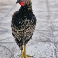خروس
