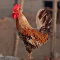 خروس شادگان