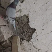 کبوتر