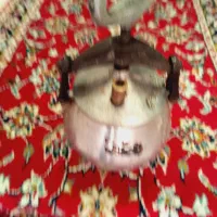 کتری سینی استیل زودپز بفروش می‌رسد