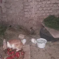 خرگوش