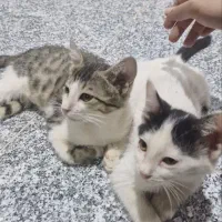 دو فرشته مهربون واگذاری گربه