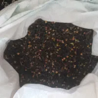 نخود سیاه