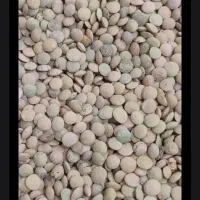 عدس زود پخت مختار
